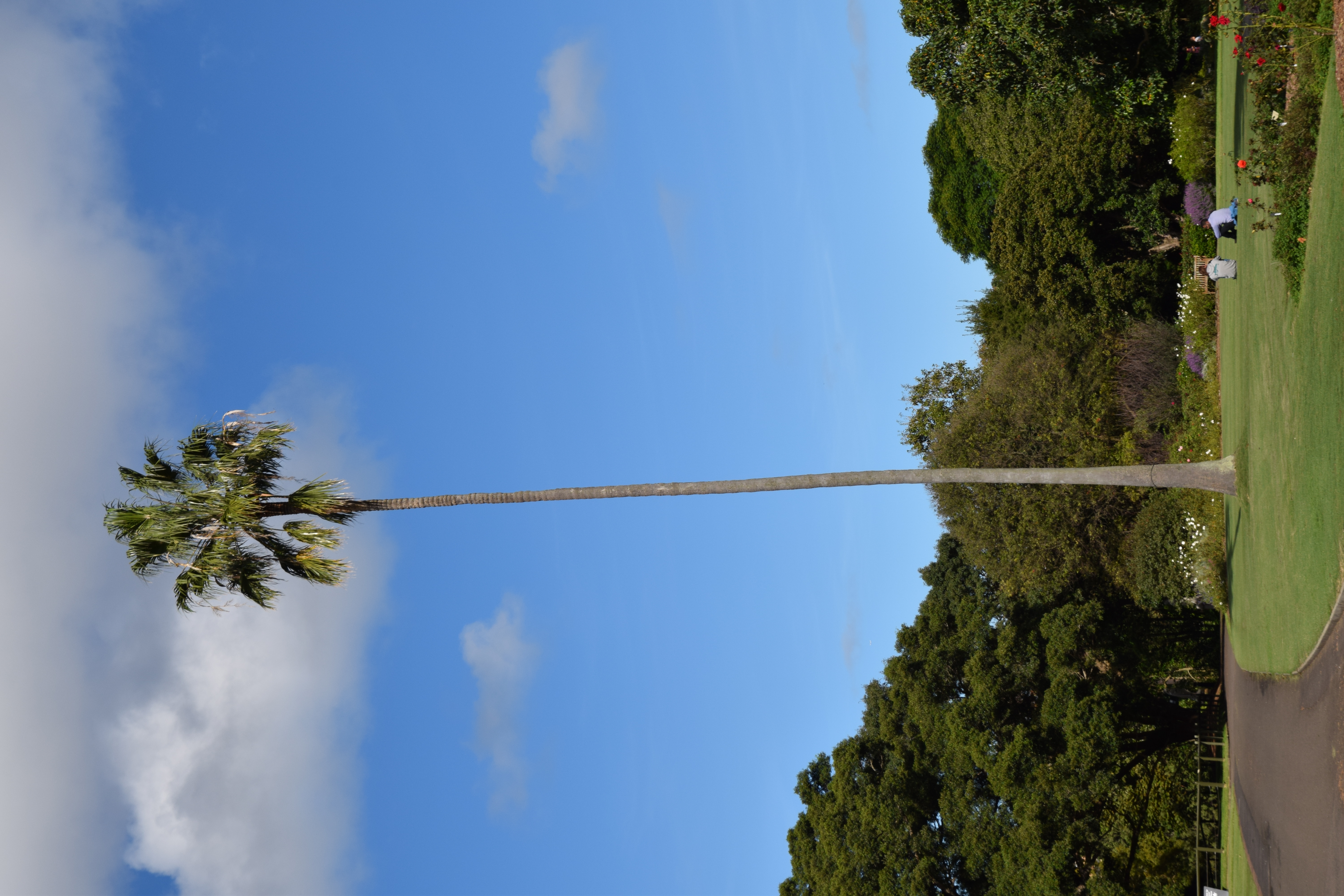 Royal Botanic Garden transforms Sydney Harbour into world-class green oasis