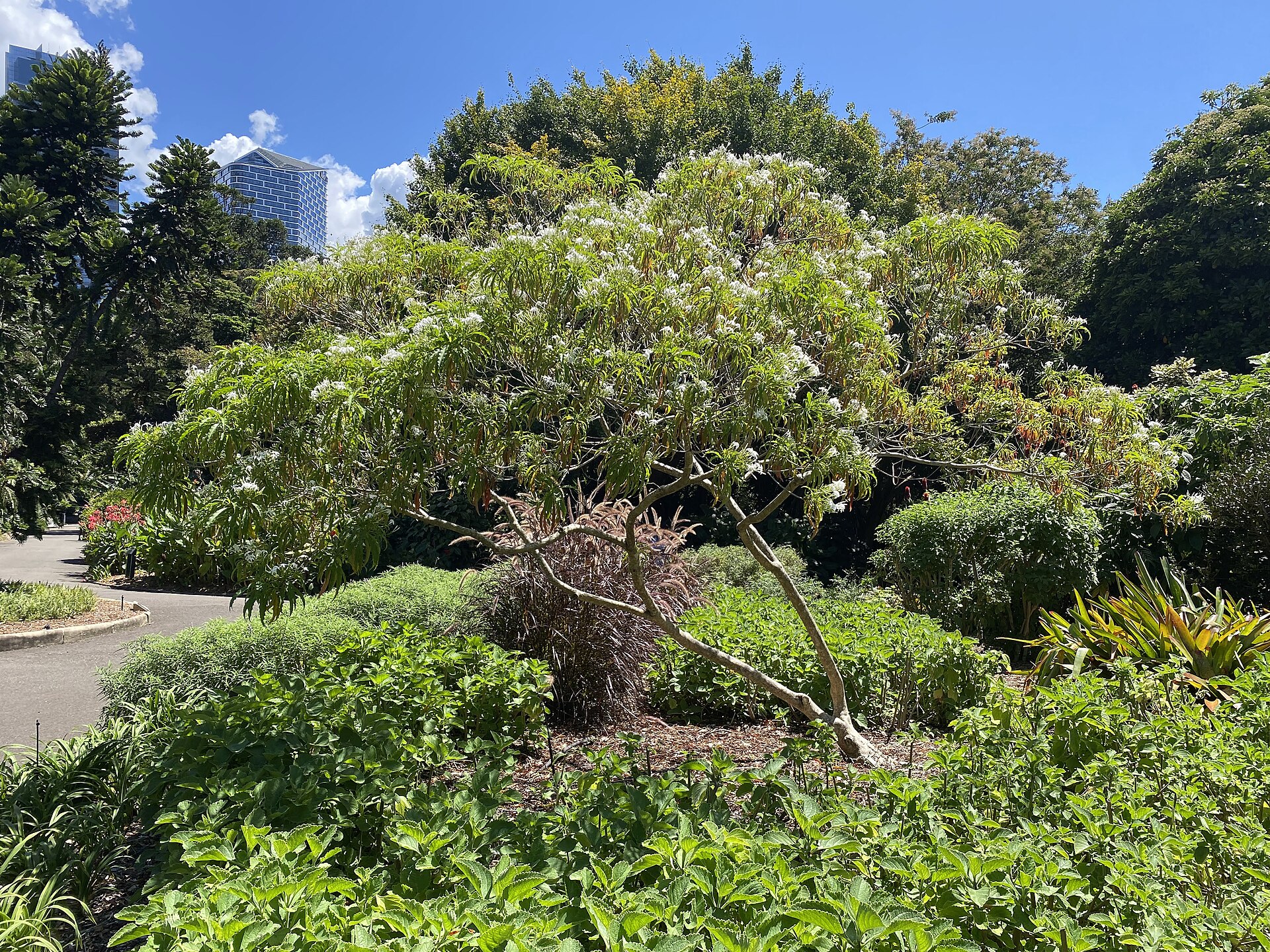 The Royal Botanic Garden is a free winter escape in the heart of Sydney